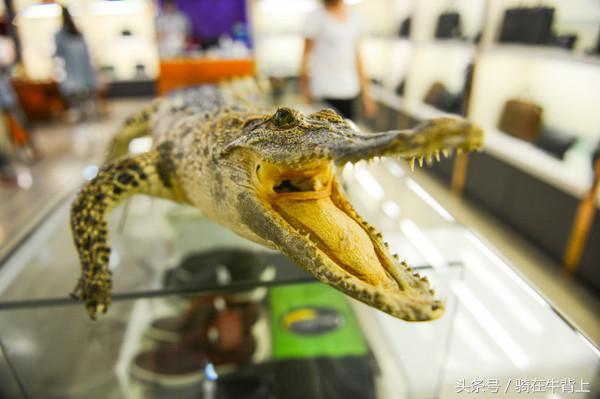 乾隆六下江南去的是哪些地方,徐志摩家乡旅游攻略