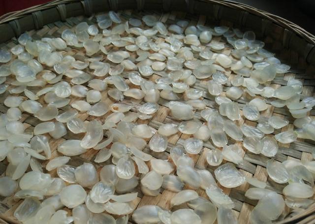 过去人们对它置若罔闻,现在爱美女孩尤其喜欢,几百元一斤抢手货