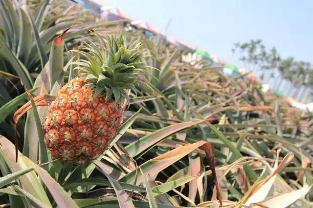 冬瓜凤梨馅做法,凤梨馅加什么混合更好吃