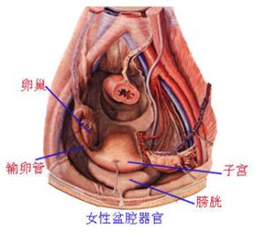 60岁女人有妇科炎症的表现,妇科炎症科普知识