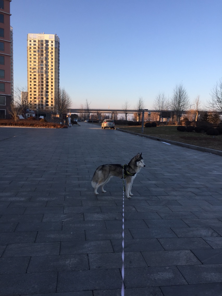 养哈士奇一个月需要多少钱,新手养哈士奇一个月花销多少