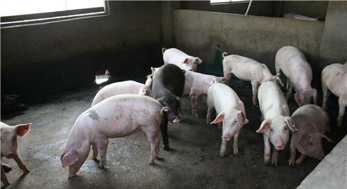 育肥猪爱喝猪尿是什么原因,为啥猪特别喜欢尿