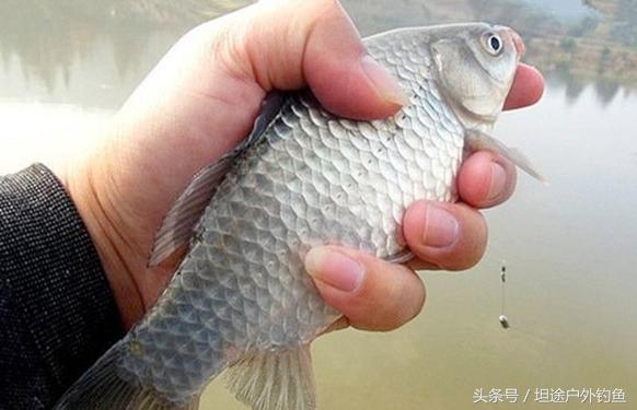 水库钓鲫鱼小鱼闹窝怎么办,冬天山体水库钓鲫鱼的方法