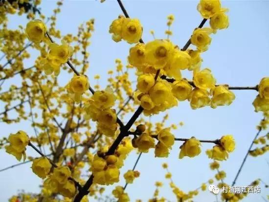 青岛冬季赏梅花的好去处,冬季梅花旅游攻略