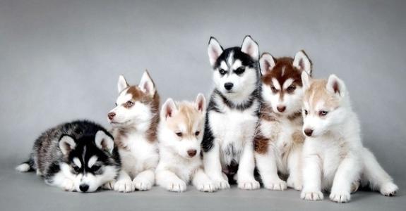 1982年狗2024年犯太岁如何化解,1982年狗2024年犯太岁化解