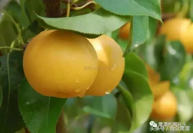 外地朋友问你：“鹰潭有什么特产”，这样告诉他！