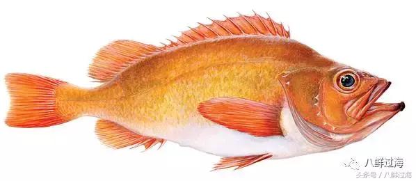 大西洋红鱼和金鲳鱼哪个好吃,大西洋红鱼和新西兰长寿鱼哪个好