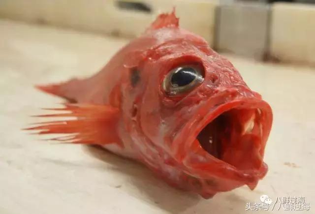 大西洋红鱼和金鲳鱼哪个好吃,大西洋红鱼和新西兰长寿鱼哪个好