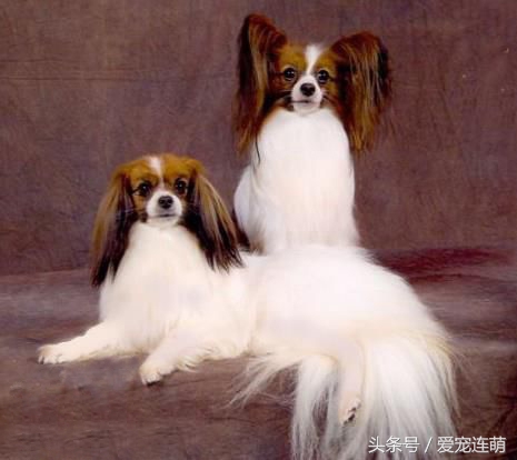 拥有一双美丽翅膀,有一双美丽的眼睛的狗