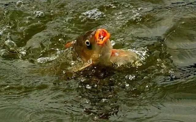 窝里有鱼星不咬钩怎么回事,野钓窝里有鱼星就是没口