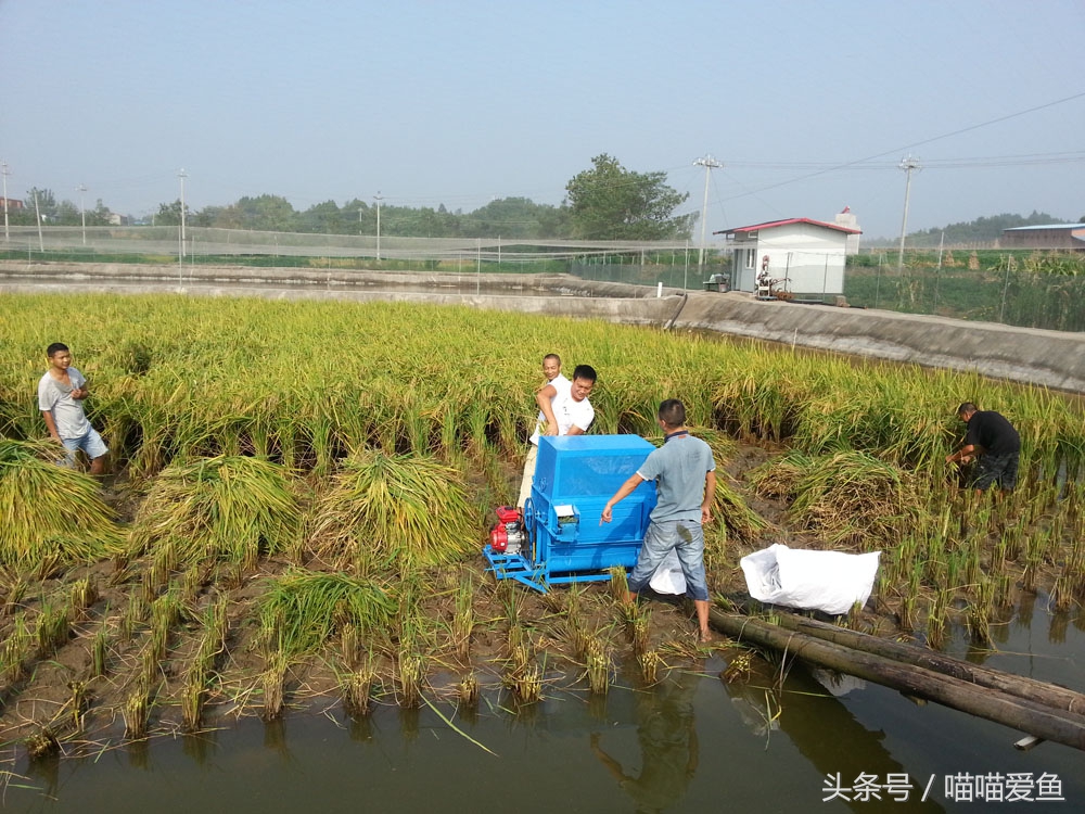 稻田套养黄鳝泥鳅技术,乌海稻田泥鳅养殖技术