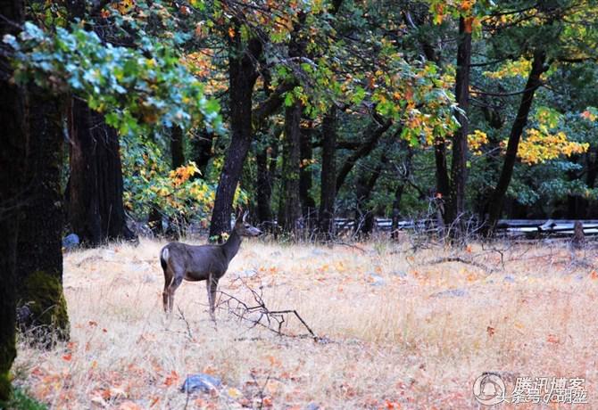 加利福尼亚美洲公园,加利福利亚国家公园
