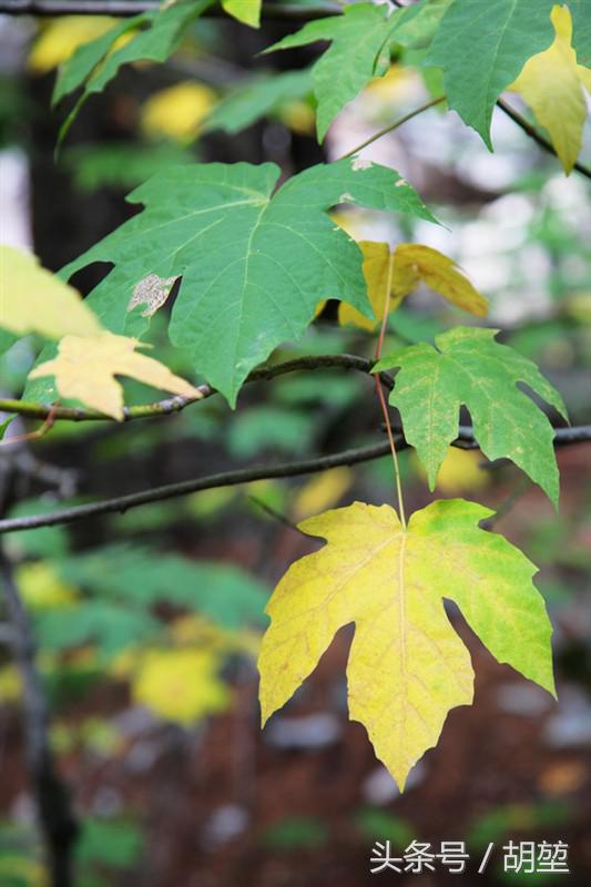 加利福尼亚美洲公园,加利福利亚国家公园