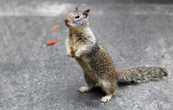 加利福尼亚美洲公园,加利福利亚国家公园