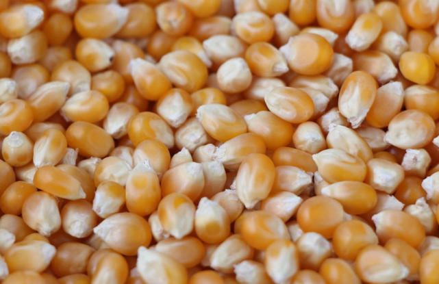 什么样的玉米粒可以做爆米花,怎么做可以爆出爆米花的玉米粒