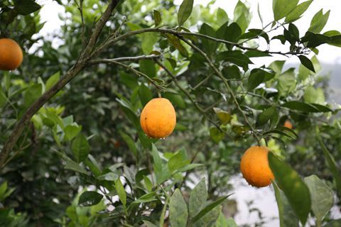 开比速M3回村“刨猪汤”，真能光宗耀祖