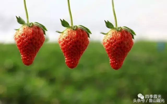 魅力龙泉,龙泉镇富硒采摘园