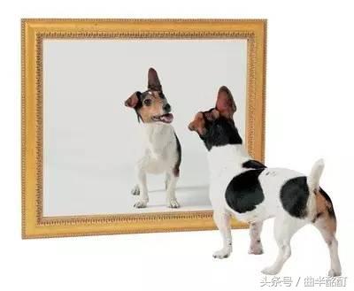 科普为什么打哈欠会传染,为什么打哈欠会传染英语ppt