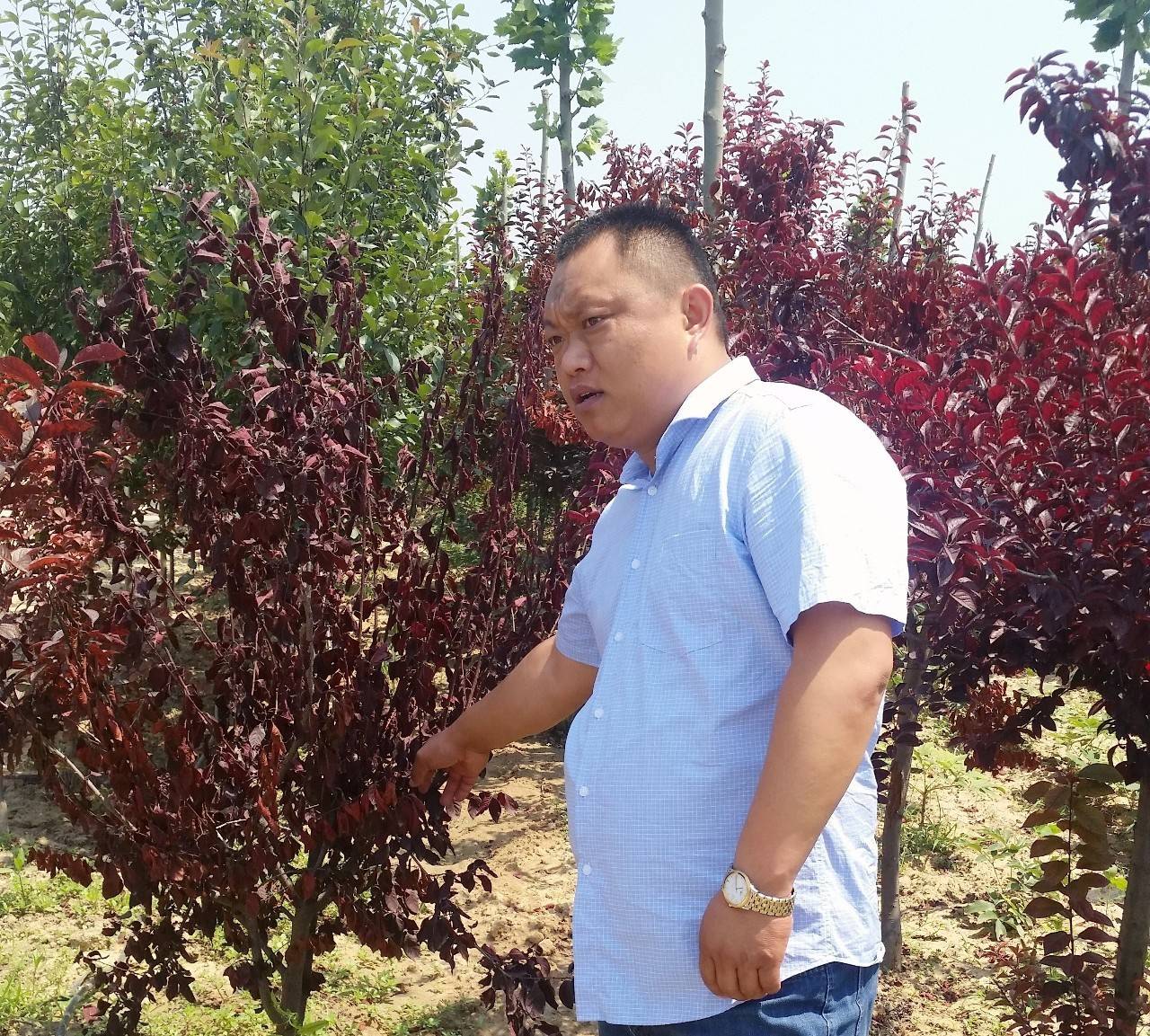 苗木那些事,山东苗木现状分析