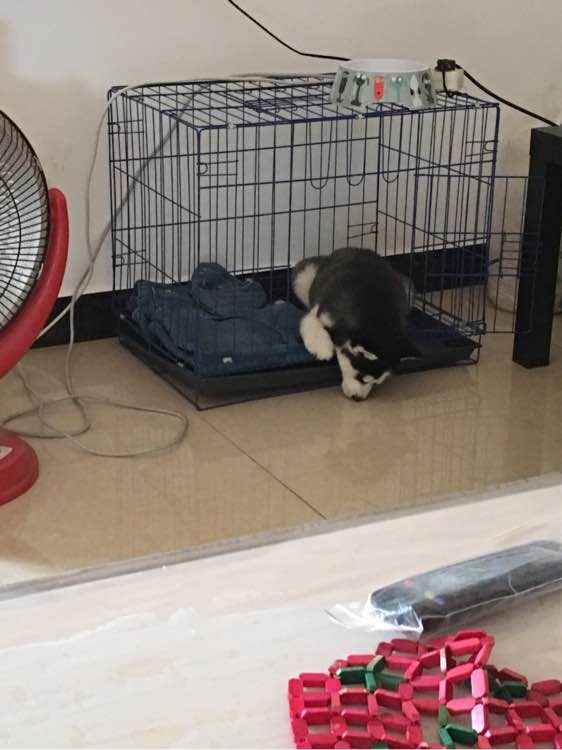 哈士奇的正确饲养方法有哪些,这才是哈士奇正确的打开方式