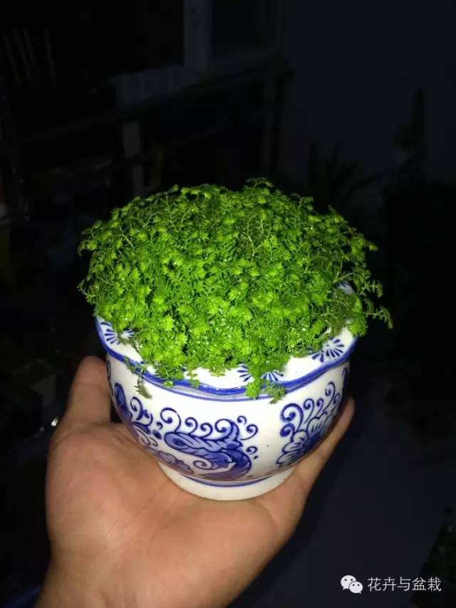 适合盆栽的蕨类有哪些,盆栽蕨类植物养护注意事项