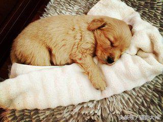 想养好狗狗应该看什么书,想养狗狗金毛