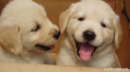 想养好狗狗应该看什么书,想养狗狗金毛