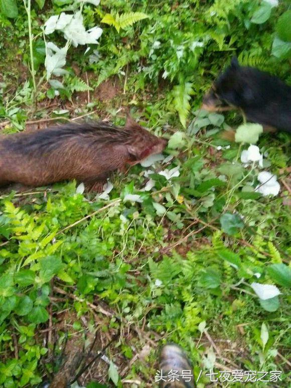 小土狗怎么训练猎犬,幼猎犬如何训练