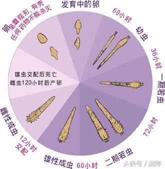 养宠物你要喂什么给它吃,当你的宠物吃下了你不知道的东西