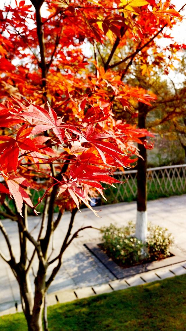 小米5拍照对比,小米5拍人像