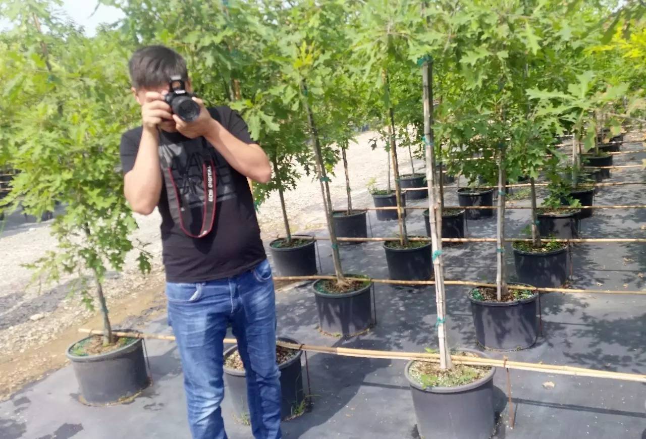 苗木那些事,山东苗木现状分析