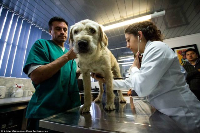 一条狗一个人的感人视频,一条狗一个人生活