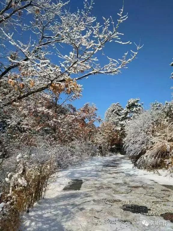 一场雪黄陵就美成了人间仙境