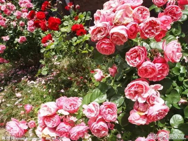 易县介绍在哪里,易县哪儿可以看玉的真假