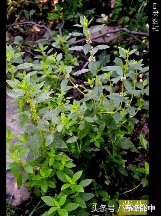 民间草药薄荷的作用,南方山林里的常见草药