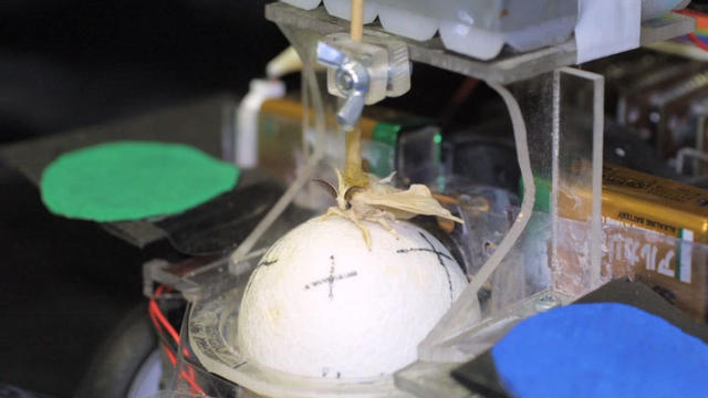 天蛾飞行能力,天蛾产卵之后可以飞吗