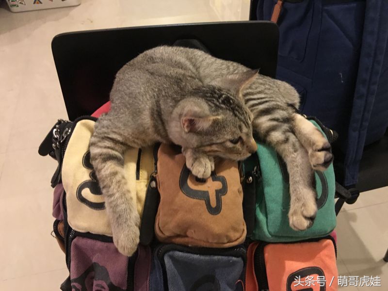 给喵星人买了一件小球衣,结果穿到肚子就卡住下不去了