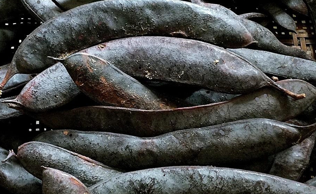 过去人们对它置若罔闻,现在爱美女孩尤其喜欢,几百元一斤抢手货