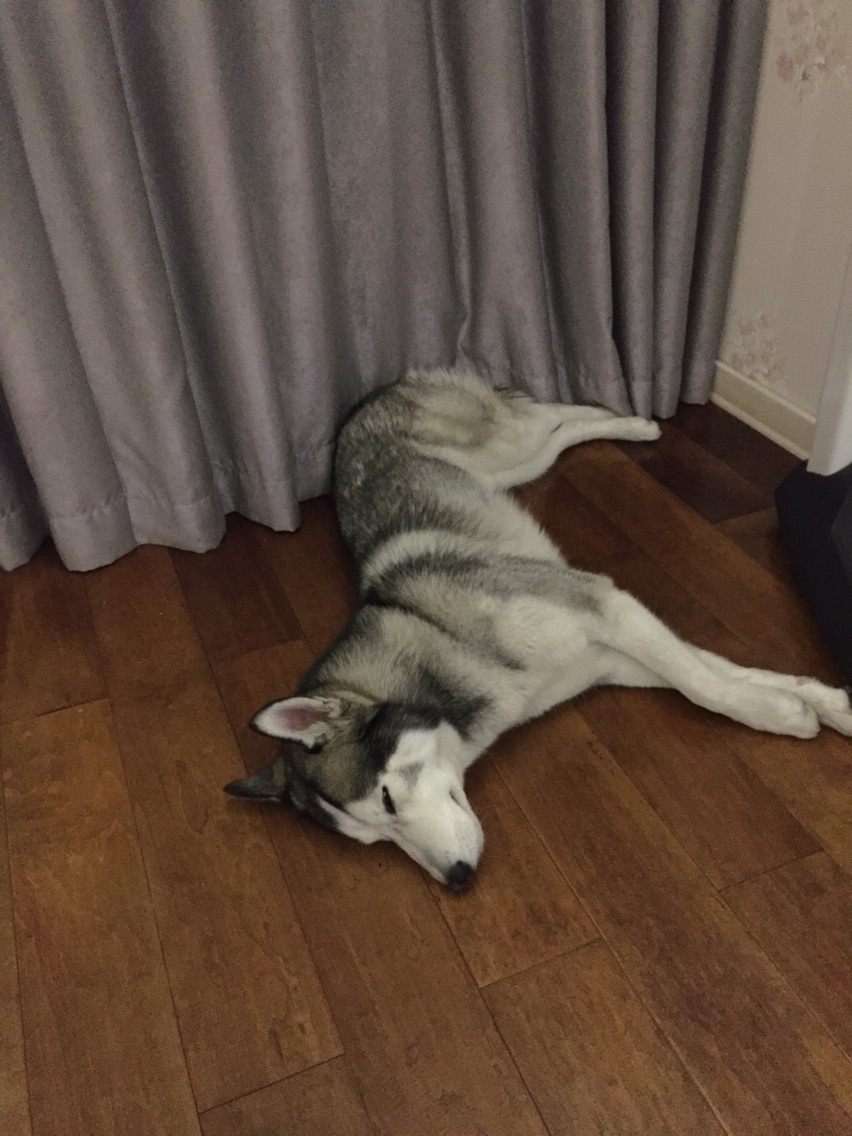 养哈士奇一个月需要多少钱,新手养哈士奇一个月花销多少