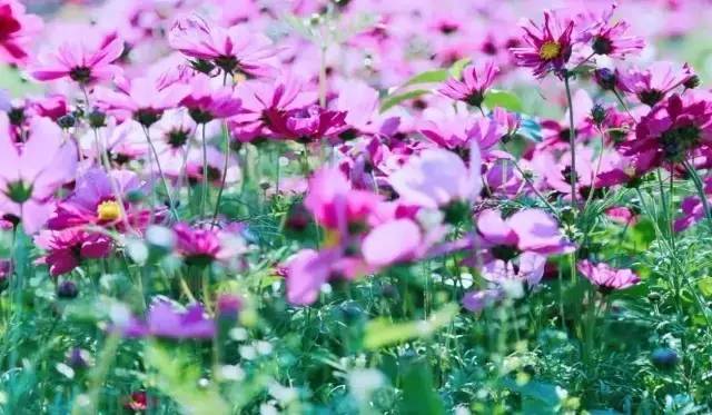 南宁格桑花,助力赢门票