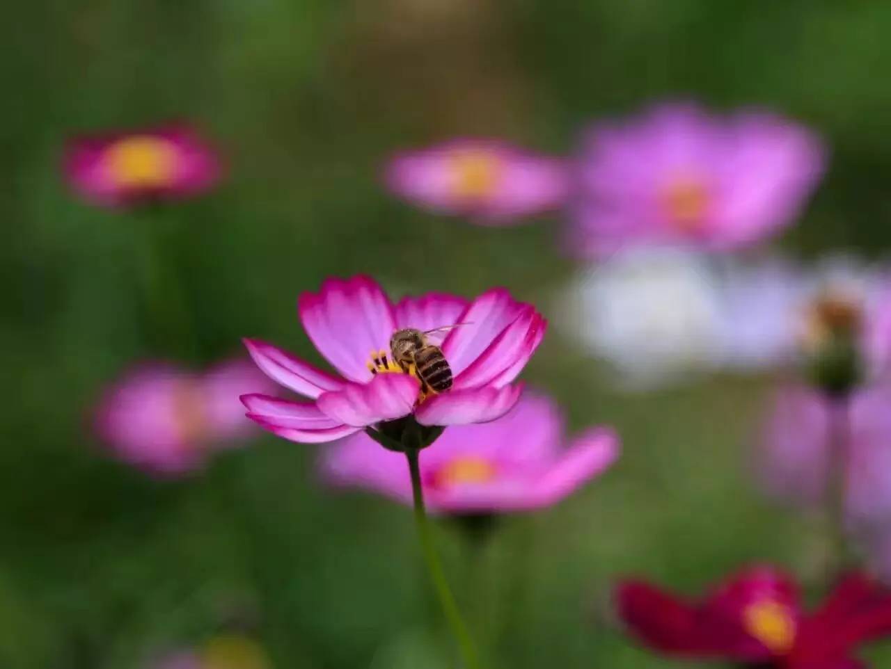 南宁格桑花,助力赢门票