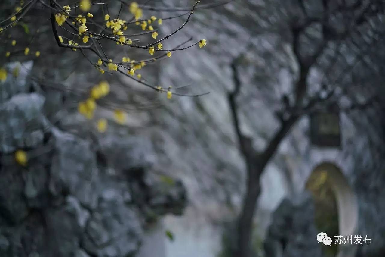 网师园里访腊梅：香密染成宫样黄……