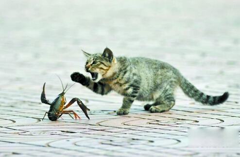 猫咪和小龙虾,猫和小龙虾之间的对决