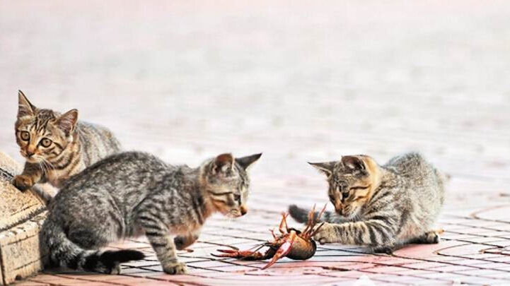 猫咪和小龙虾,猫和小龙虾之间的对决
