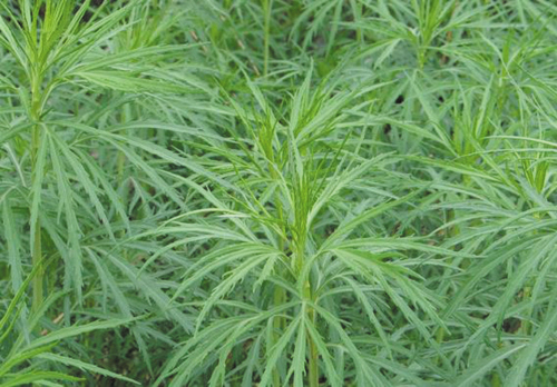 艾蒿的吃法及功效,艾叶和艾蒿区别哪个可以吃