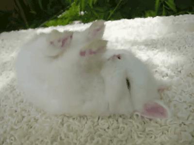 兔子好养吗,兔子属于动物吗