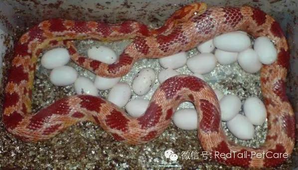 蛇类养殖,蛇类的寿命有多长