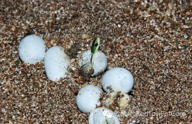 蛇类养殖,蛇类的寿命有多长