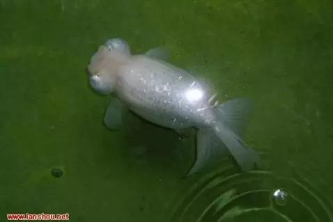 金鱼叫望天是什么鱼,望天金鱼纪录片