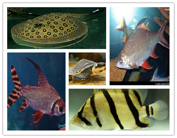 养鱼风水讲解视频,风水龙鱼养几条比较好